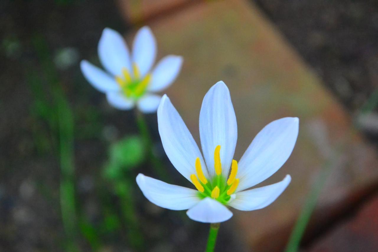 Amami-Green-Garden 외부 사진